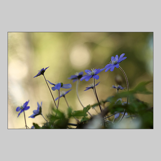St�ng